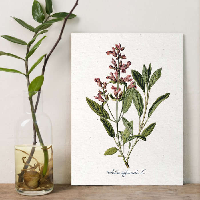 Salvia, desen botanic clasic, ilustratie cu plante aromatice [3]