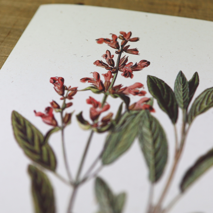 Salvia, desen botanic clasic, ilustratie cu plante aromatice [4]