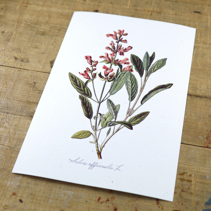Salvia, desen botanic clasic, ilustratie cu plante aromatice [6]