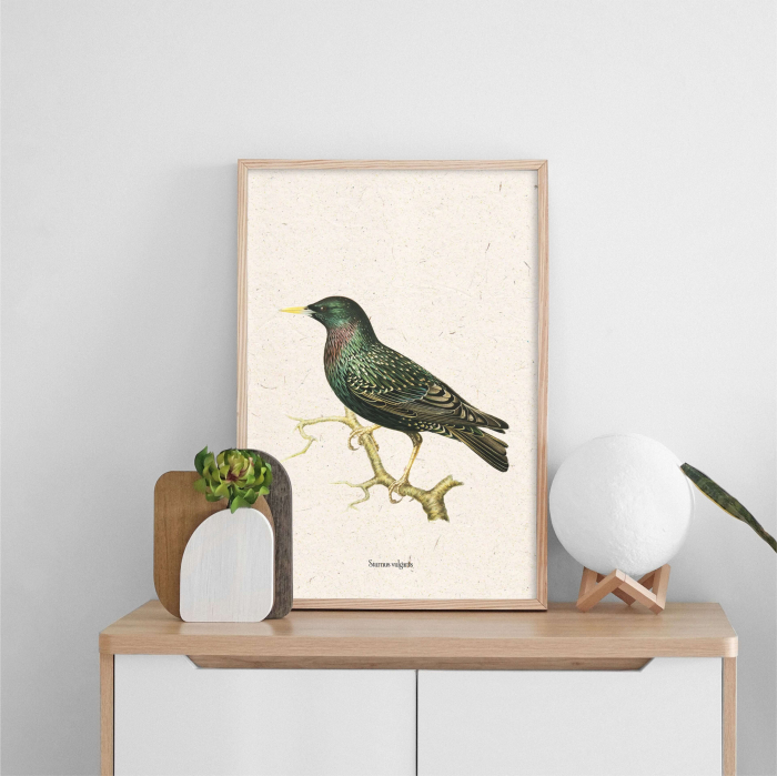 Poster Graur– Ilustrație vintage fauna României [4]