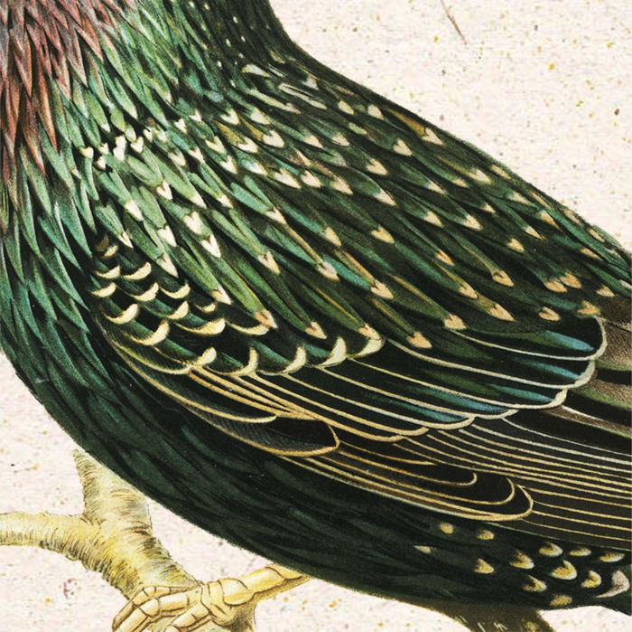 Poster Graur– Ilustrație vintage fauna României [3]