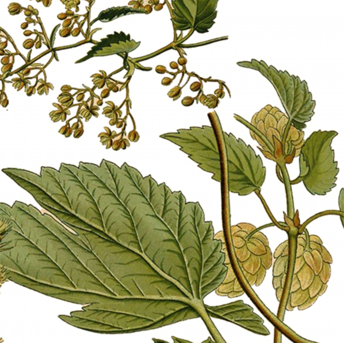 HAMEI desen botanic vintage [3]