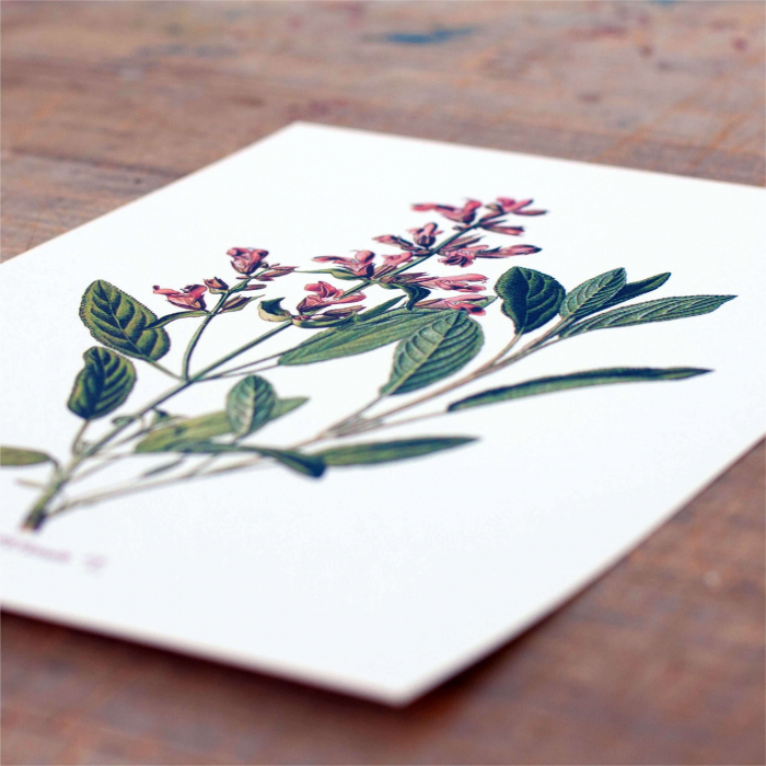 Set 6 postere, Papadie, Menta, Mac, Soc, Salvia, Arnica [6]