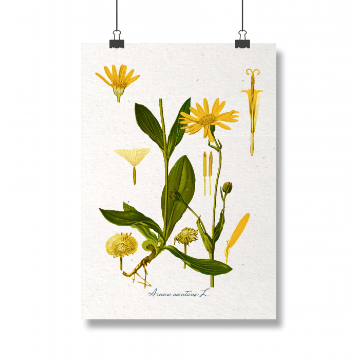Arnica, desen botanic clasic, planta medicinala, ilustratie vintage [1]