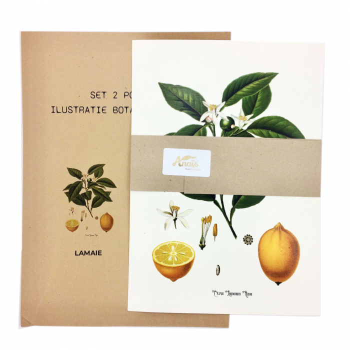 Set 2 Tablouri Citrice, Portocala, Lamaie, print ilustratie botanica clasica [8]