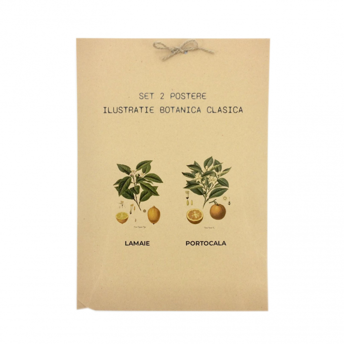 Set 2 Tablouri Citrice, Portocala, Lamaie, print ilustratie botanica clasica [9]