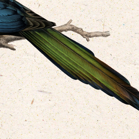 Cotofana – Ilustrație vintage fauna României [1]