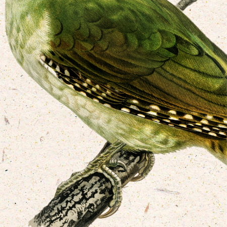 Ciocanitoare verde, ilustratie vintage [1]