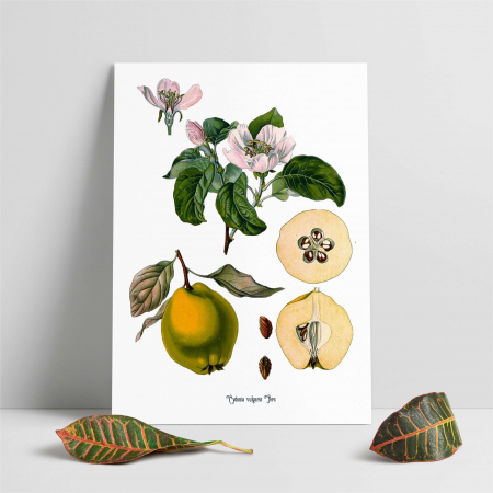Gutuie, desen botanic clasic, ilustratie vintage cu fructe de toamna [5]