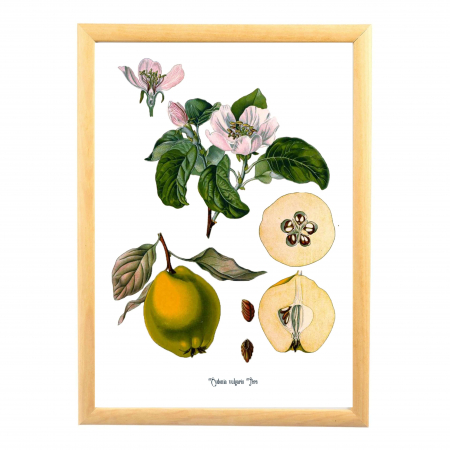 Gutuie, desen botanic clasic, ilustratie vintage cu fructe de toamna [6]