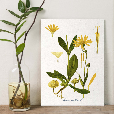 Arnica, desen botanic clasic, planta medicinala, ilustratie vintage [2]
