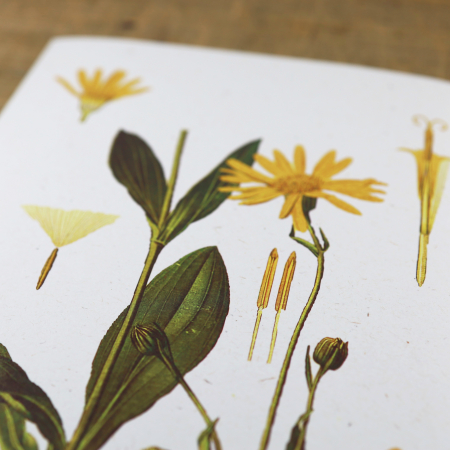 Arnica, desen botanic clasic, planta medicinala, ilustratie vintage [6]