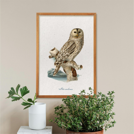 Poster Huhurezul mare  – Ilustrație vintage fauna României [2]