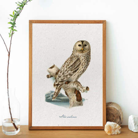 Poster Huhurezul mare  – Ilustrație vintage fauna României [1]