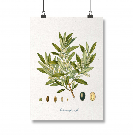 Postere ilustratie botanica vintage - desen botanic vintage