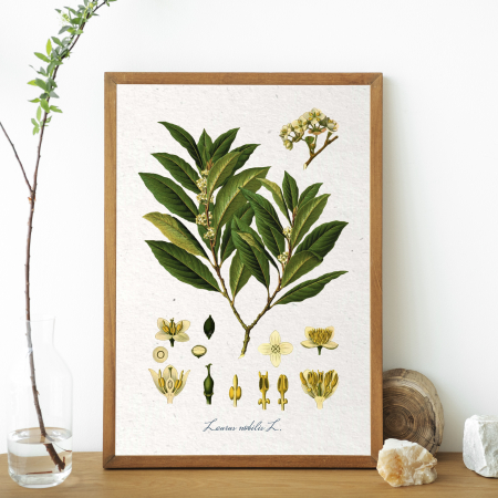 desen botanic vintage dafin inramat cu rama lemn [2]