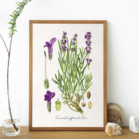 desen botanic vintage lavanda [1]