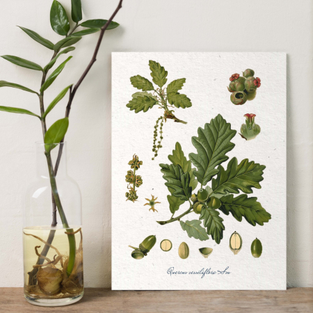 desen botanic vintage lavanda [1]