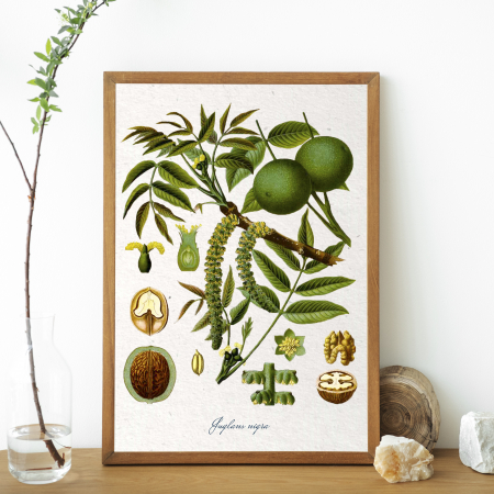 Nuca, ilustratie botanica clasica [4]