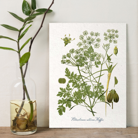 patrunjel desen botanic vintage [3]