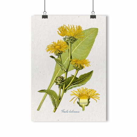 Postere ilustratie botanica vintage - desen botanic vintage
