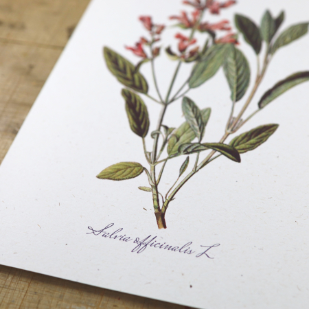 Salvia, desen botanic clasic, ilustratie cu plante aromatice [6]