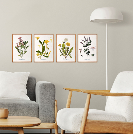 Salvia, desen botanic clasic, ilustratie cu plante aromatice [4]