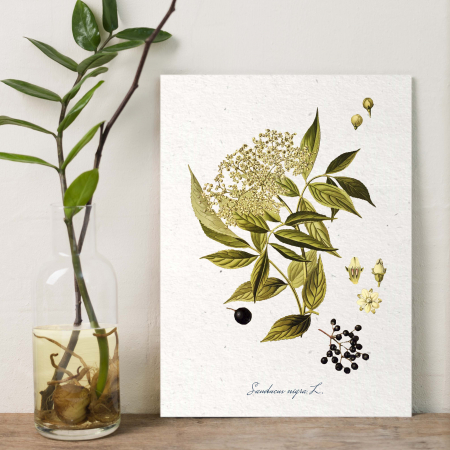 Soc, desen botanic clasic, ilustratie vintage [2]