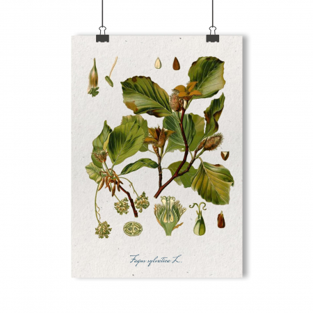 Postere ilustratie botanica vintage - desen botanic vintage fag