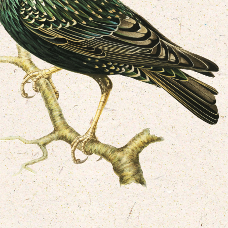 Poster Graur– Ilustrație vintage fauna României [1]