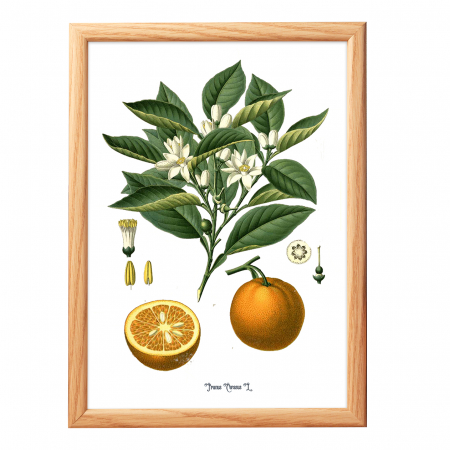 Set 2 Tablouri Citrice, Portocala, Lamaie, print ilustratie botanica clasica [1]