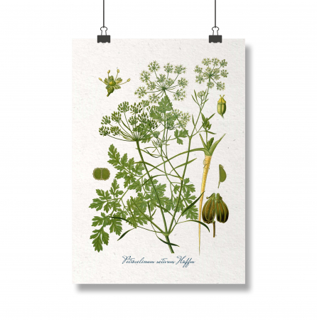 Set 4 Condimente [2]