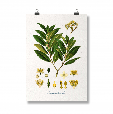 Set 4 Condimente [1]