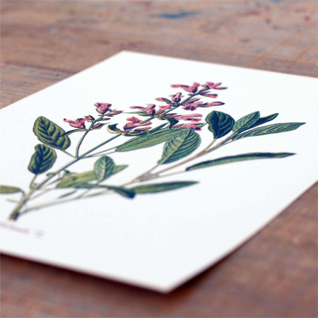 Set 6 postere, Papadie, Menta, Mac, Soc, Salvia, Arnica [5]