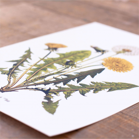 Set 6 postere, Papadie, Menta, Mac, Soc, Salvia, Arnica [1]