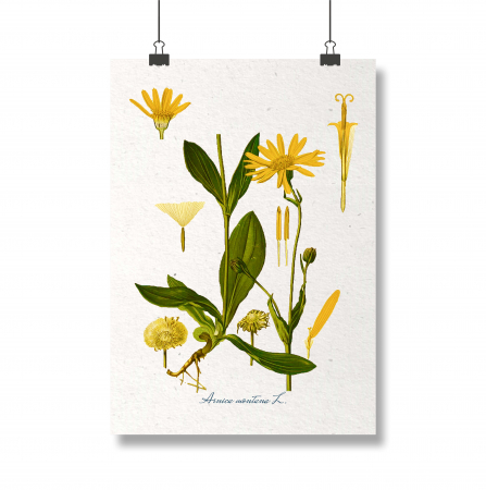 Arnica, desen botanic clasic, planta medicinala, ilustratie vintage [0]