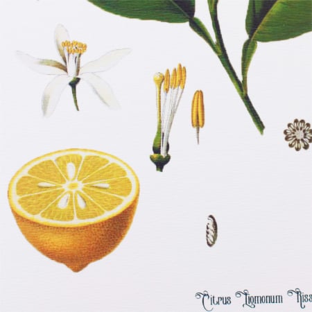 Lamaie, desen botanic clasic, ilustratie vintage [4]