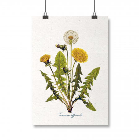Postere - Papadia, desen botanic clasic