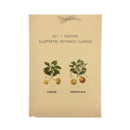 Set 2 Tablouri Citrice, Portocala, Lamaie, print ilustratie botanica clasica [8]