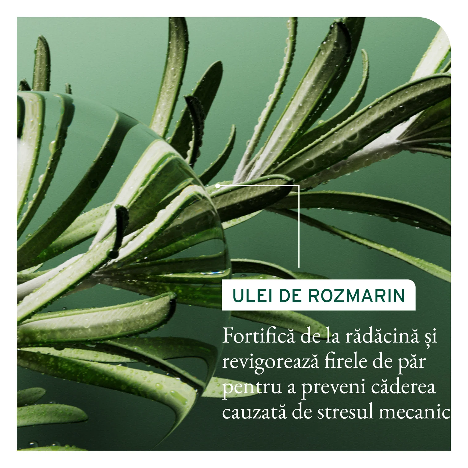 Fiole Biolage Full Rescue Tratament Leave-In cu Aminexil, Ulei de Rozmarin și Niacinamide – 6x10ml [4]