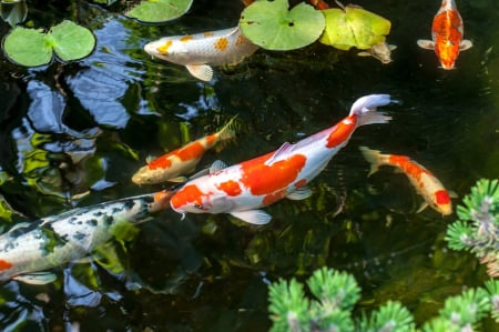Aqua Koi Swim 4 mm 10 kg [3]