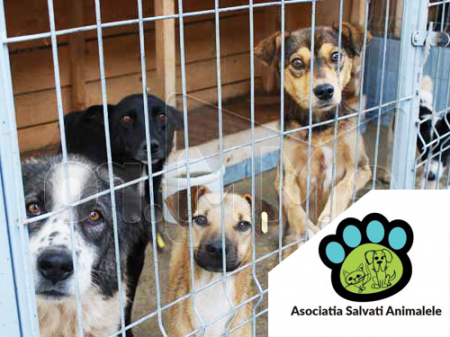 Nutraline - Doneaza o portie de Hrana pentru Asociatia Salvati Animalele