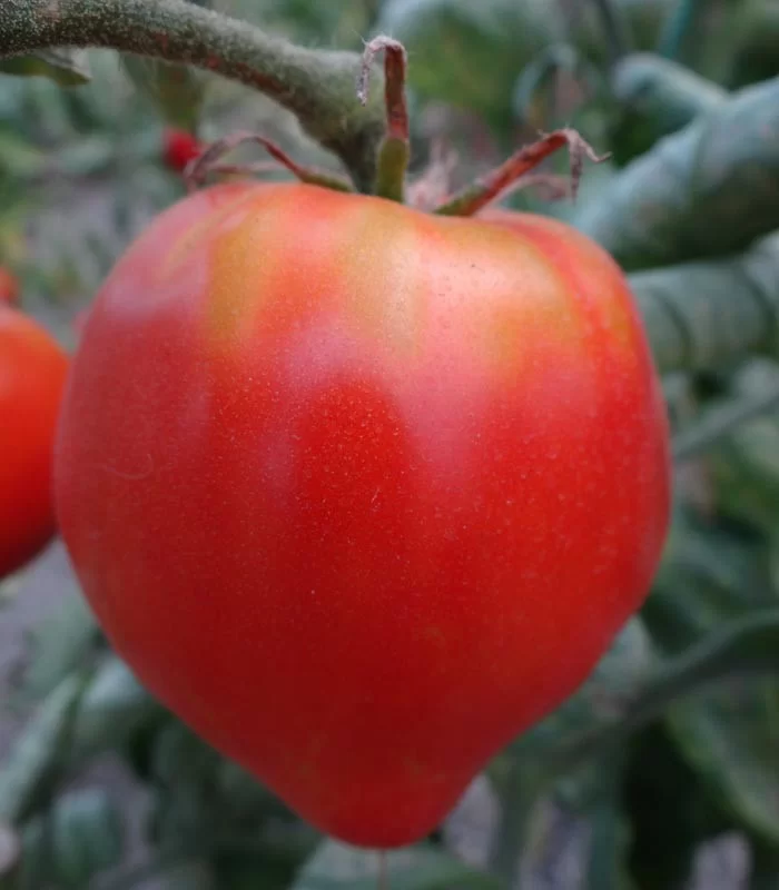 Andrada inima de bou, seminte de rosii [1]