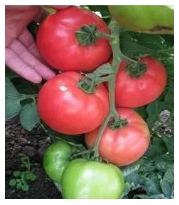 Tomate Roz Htp-11 F1 [2]