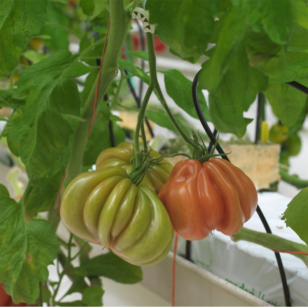Seminte de tomate nedeterminate Arawak F1, 500 sem [2]