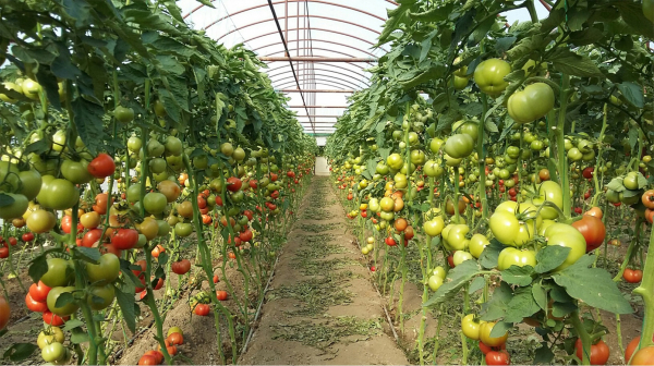 Seminte de tomate nedeterminate Beldine F1, 500 sem [2]