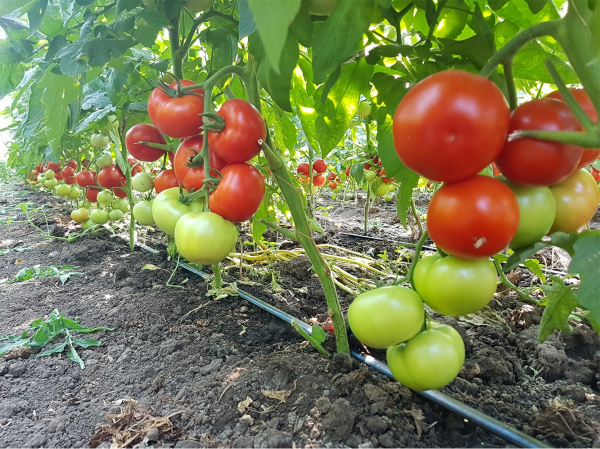 Seminte de tomate nedeterminate Beldine F1, 500 sem [4]