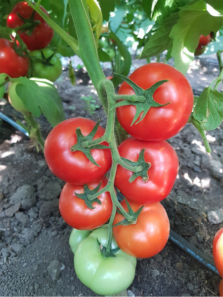 Beldine F1, 500 sem, seminte de tomate nedeterminate [5]