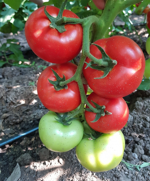 Seminte de tomate nedeterminate Beldine F1, 500 sem [6]