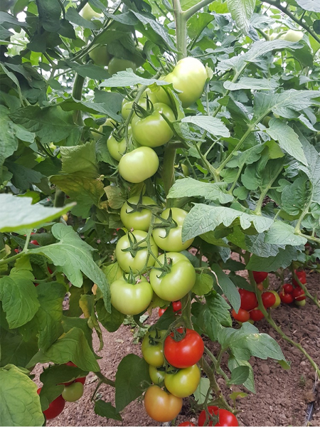 Seminte de tomate nedeterminate Beldine F1, 500 sem [7]